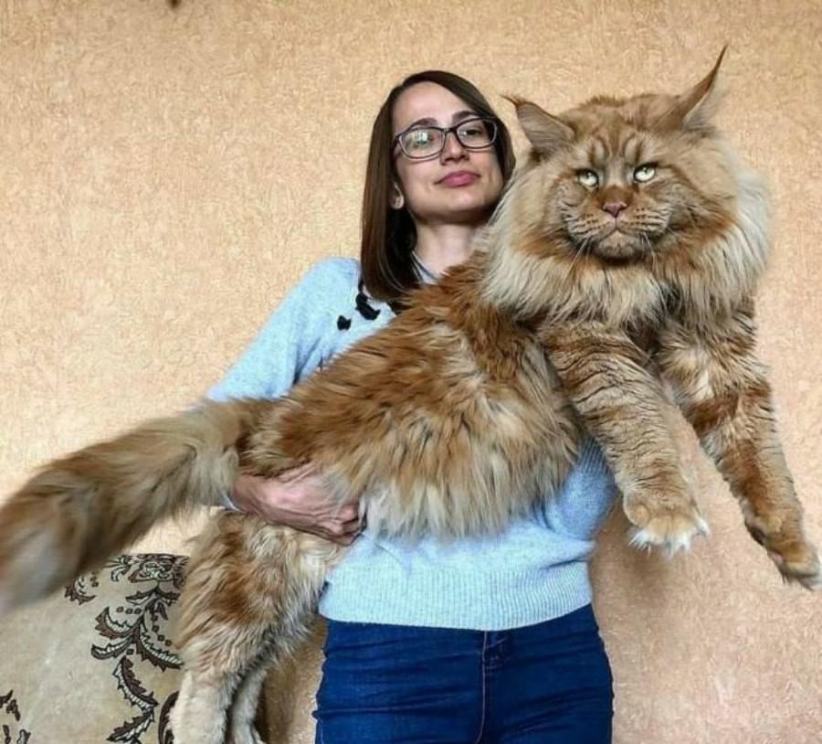 A Fluffff Of Cat