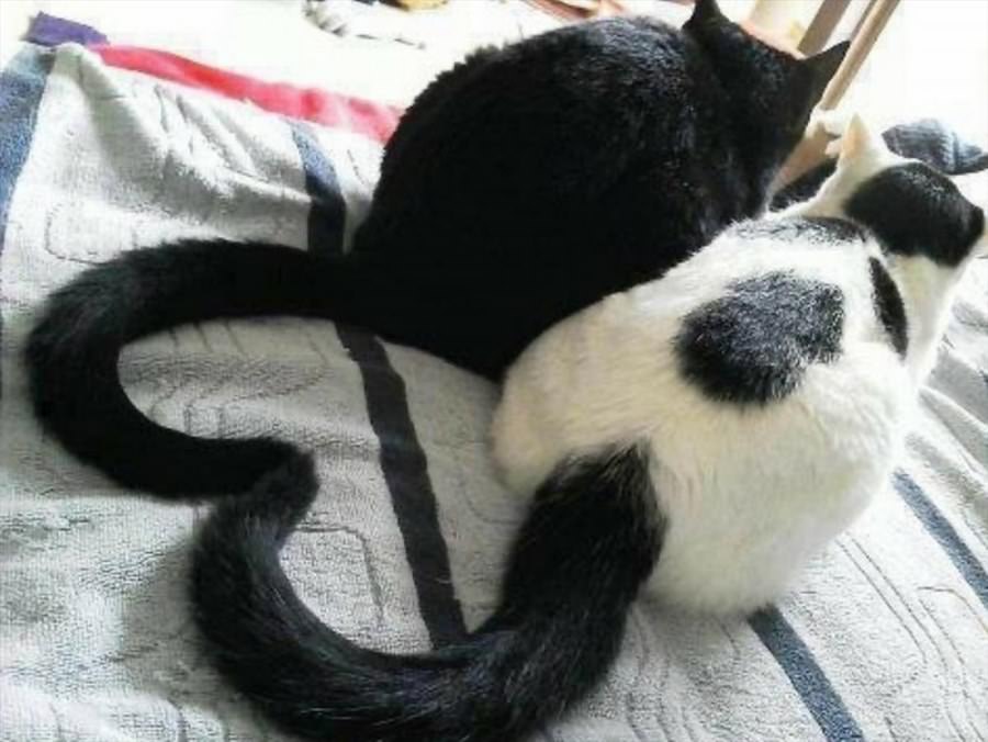 A Heart