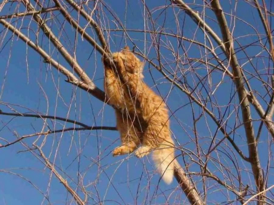 A Tree Cat