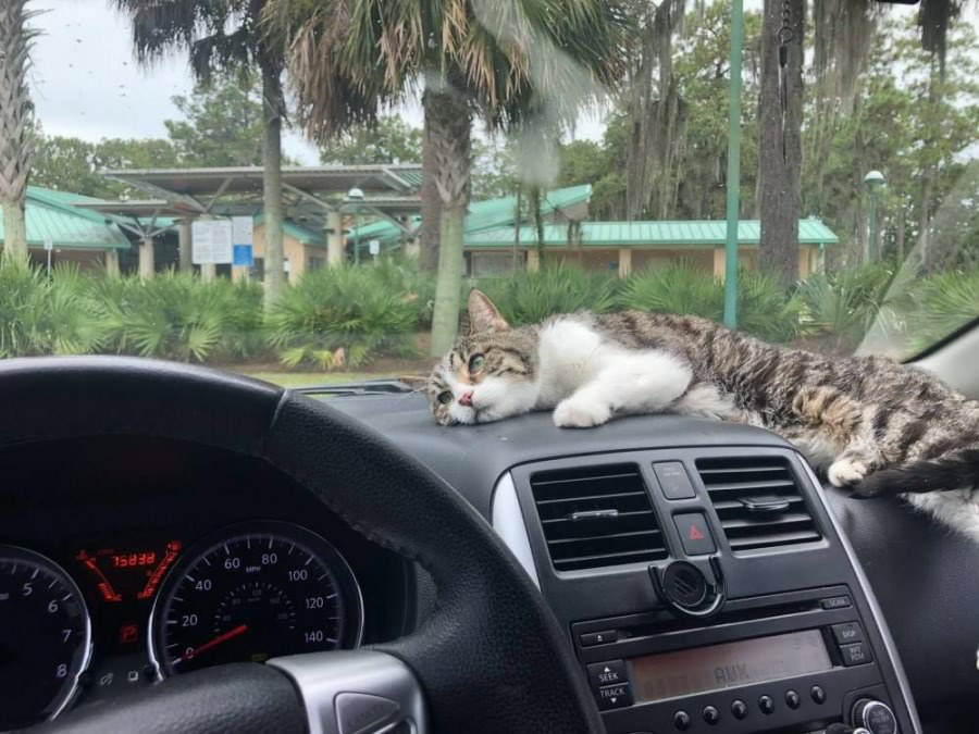 Asleep On The Dash
