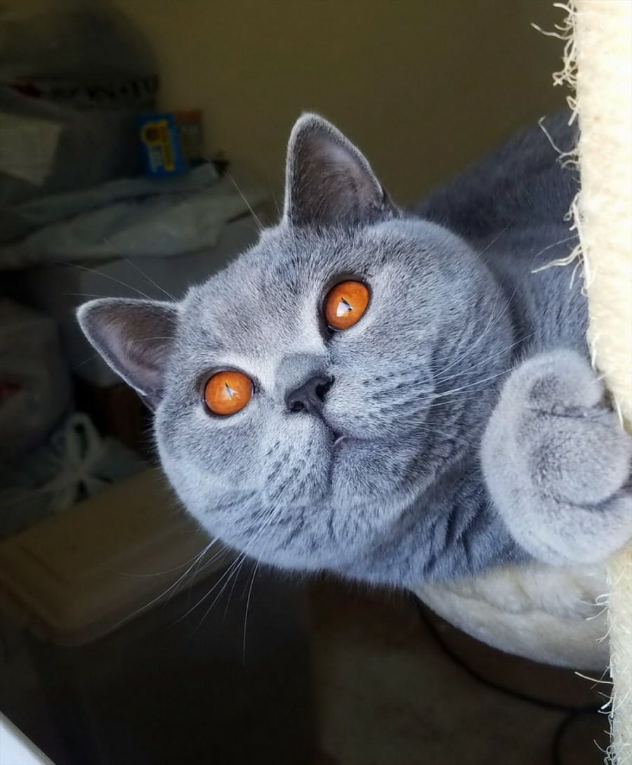 Big Yellow Eyes
