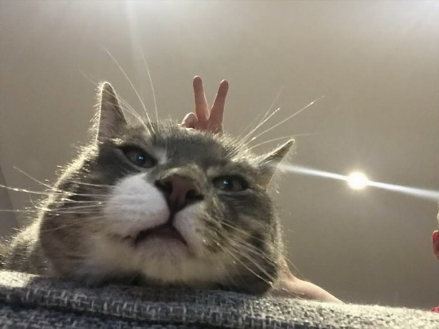 Bunny Ears