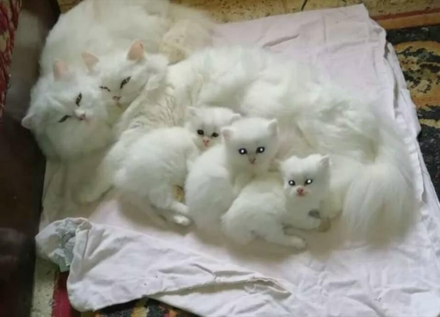 Cat Crew