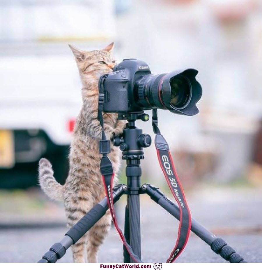 Cat Photog