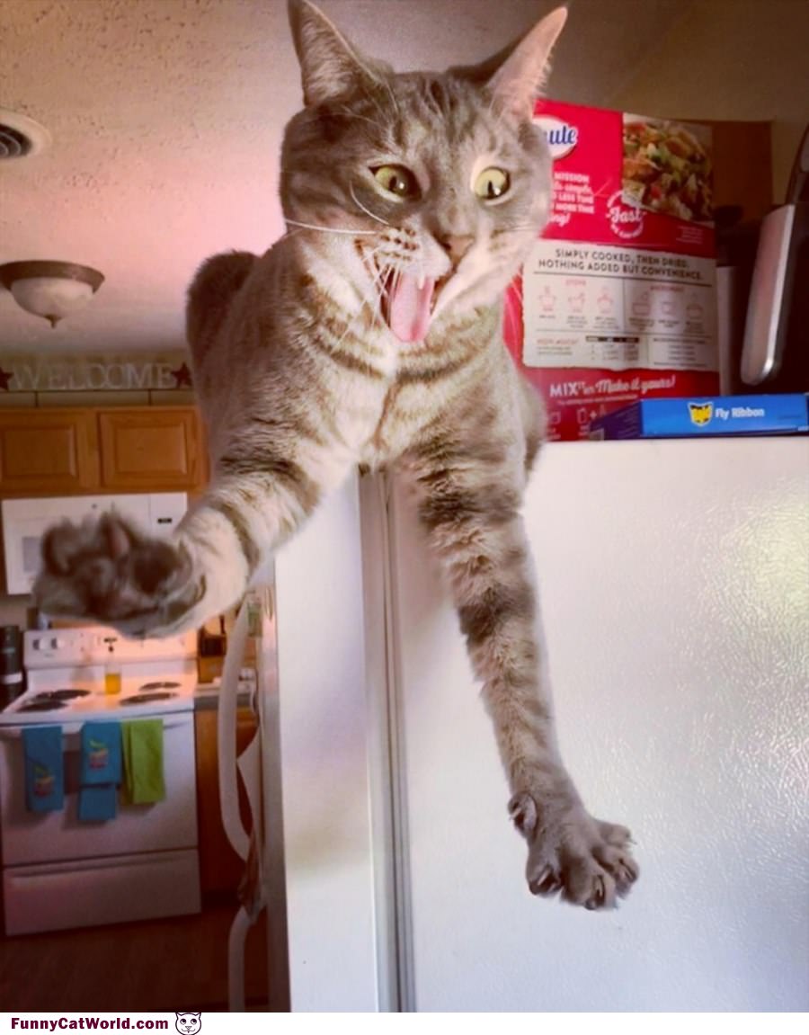 Catching A Fly