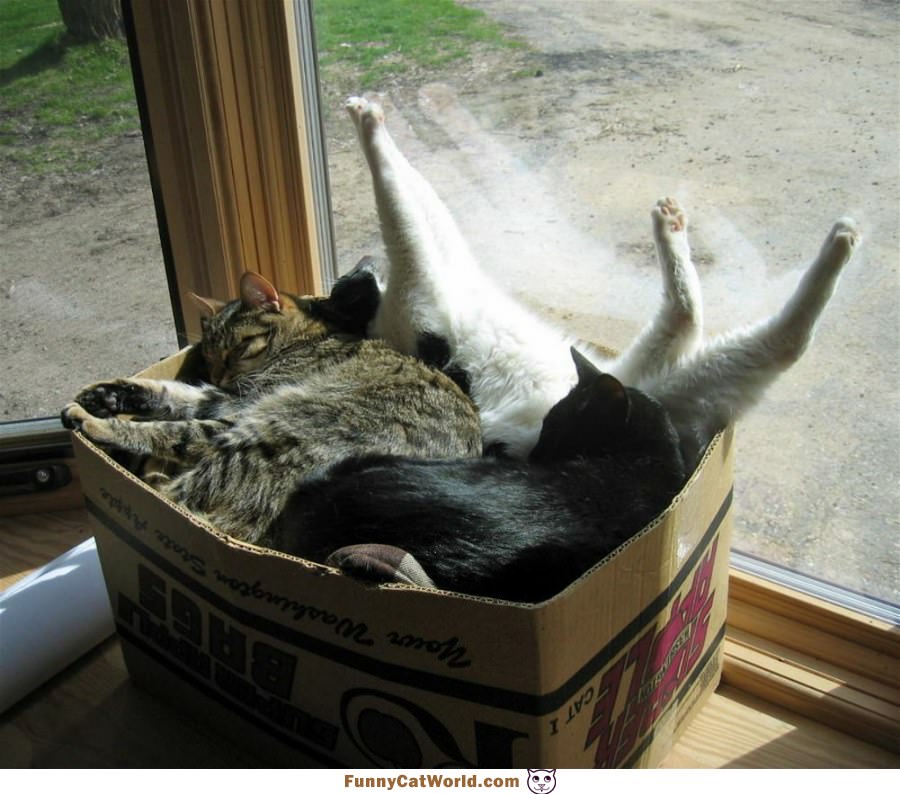 A Box Of Cats