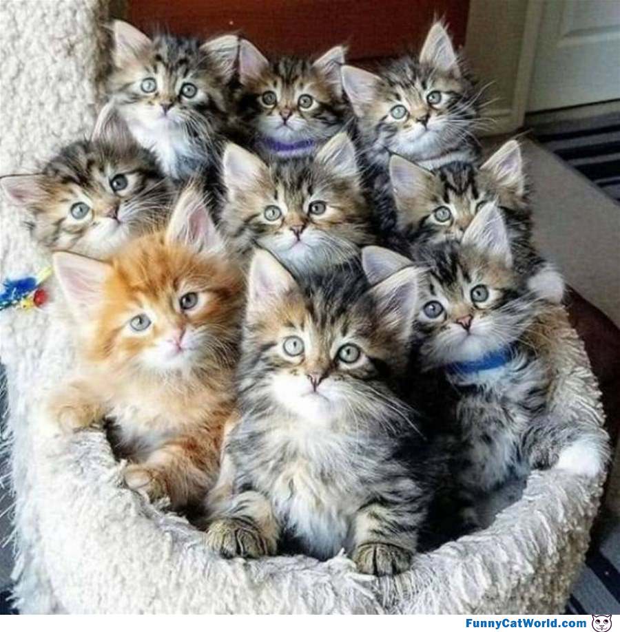 A Bunch Of Kittens