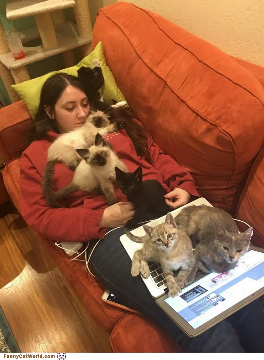 A Cat Lady