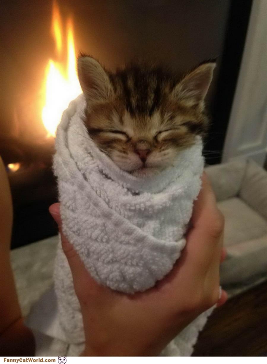 A Little Burrito