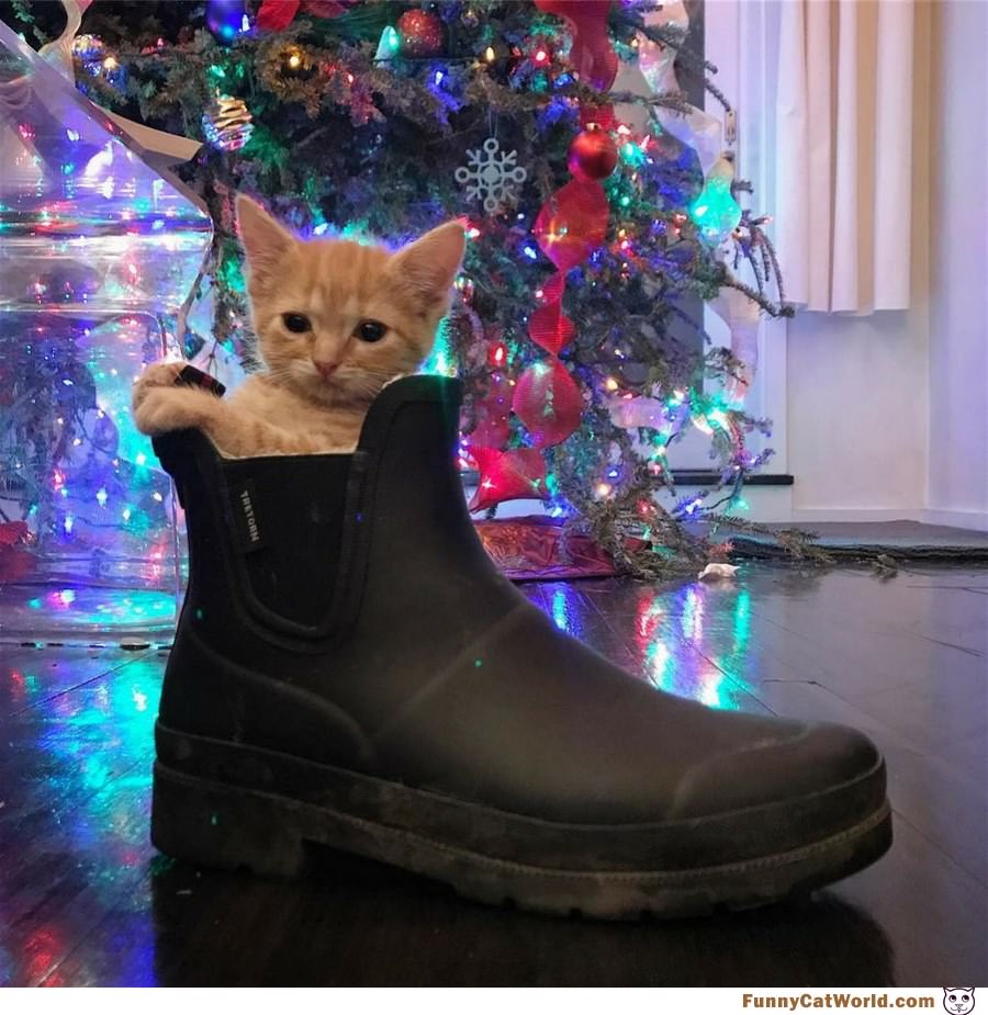 Boot Kitty