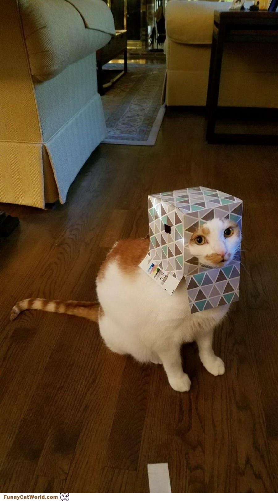 Box Head