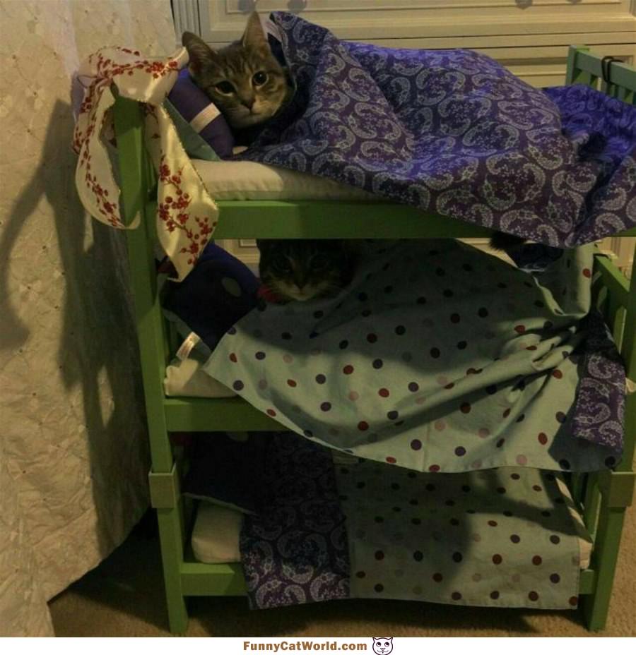 Bunk Beds