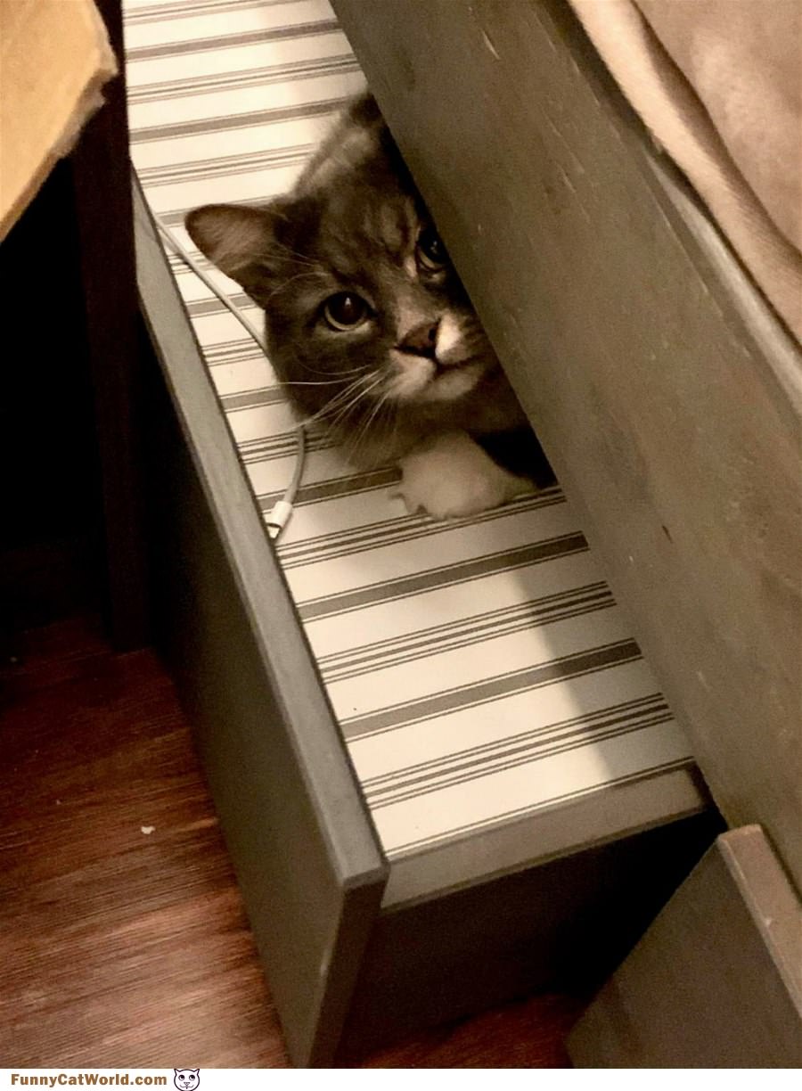 Cat Shelf