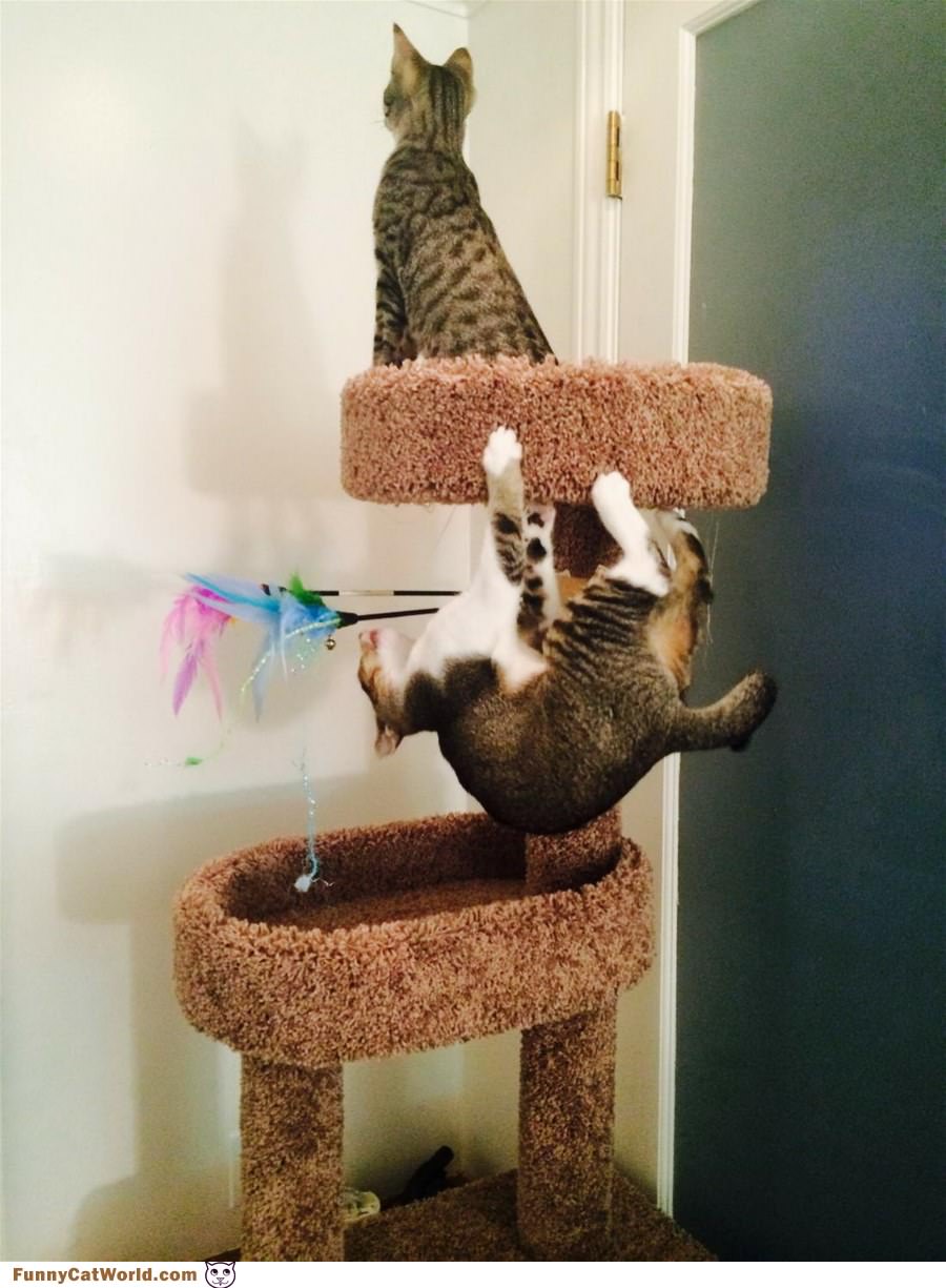 Climb Up