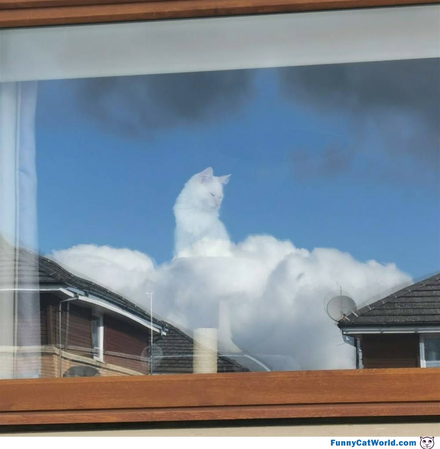 Cloud Cat