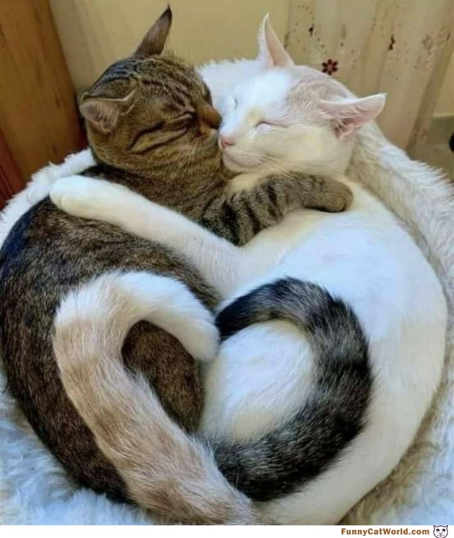 Curled Up Together