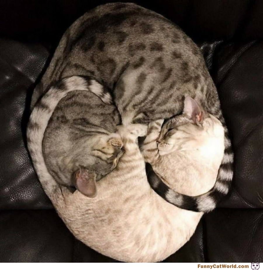 Curled Up