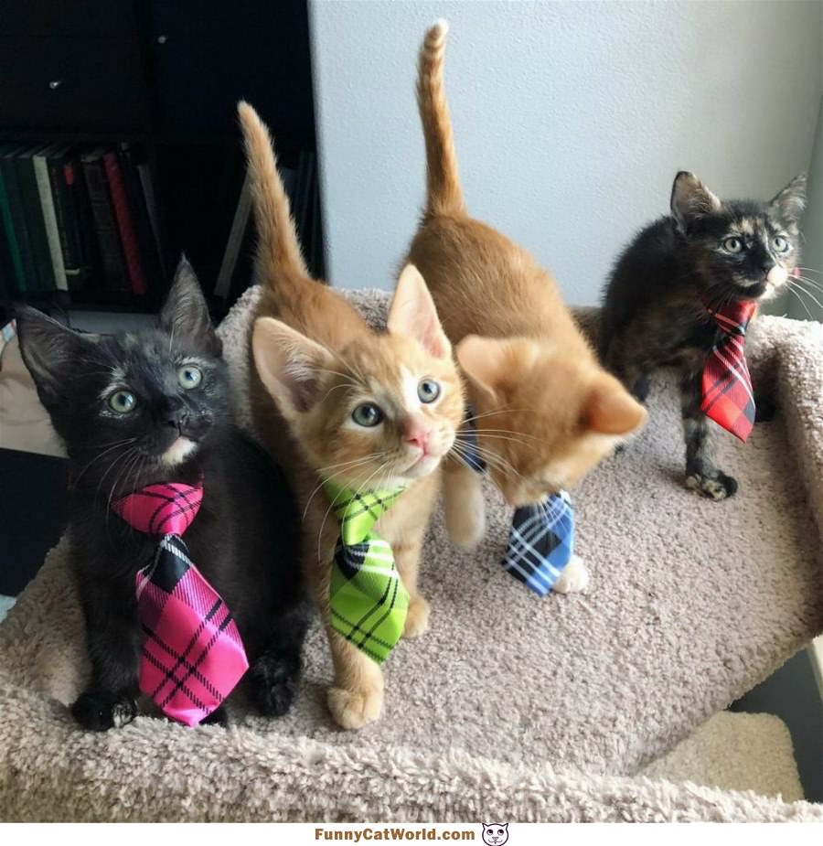 Do You Like Our Ties