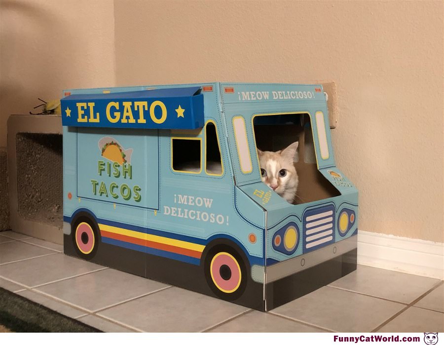 El Gato