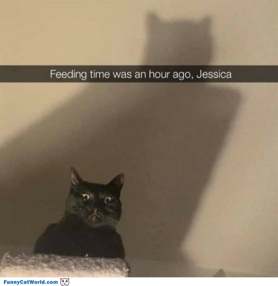 Feeding Time