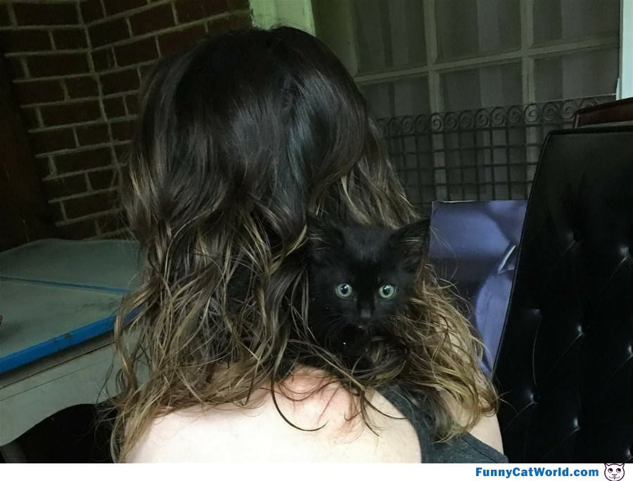 Hair Cat