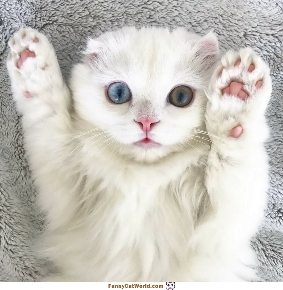 Hands Up
