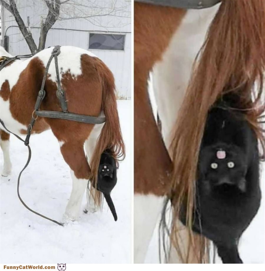Horsey Rides