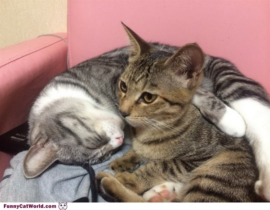 Hugging Kitties
