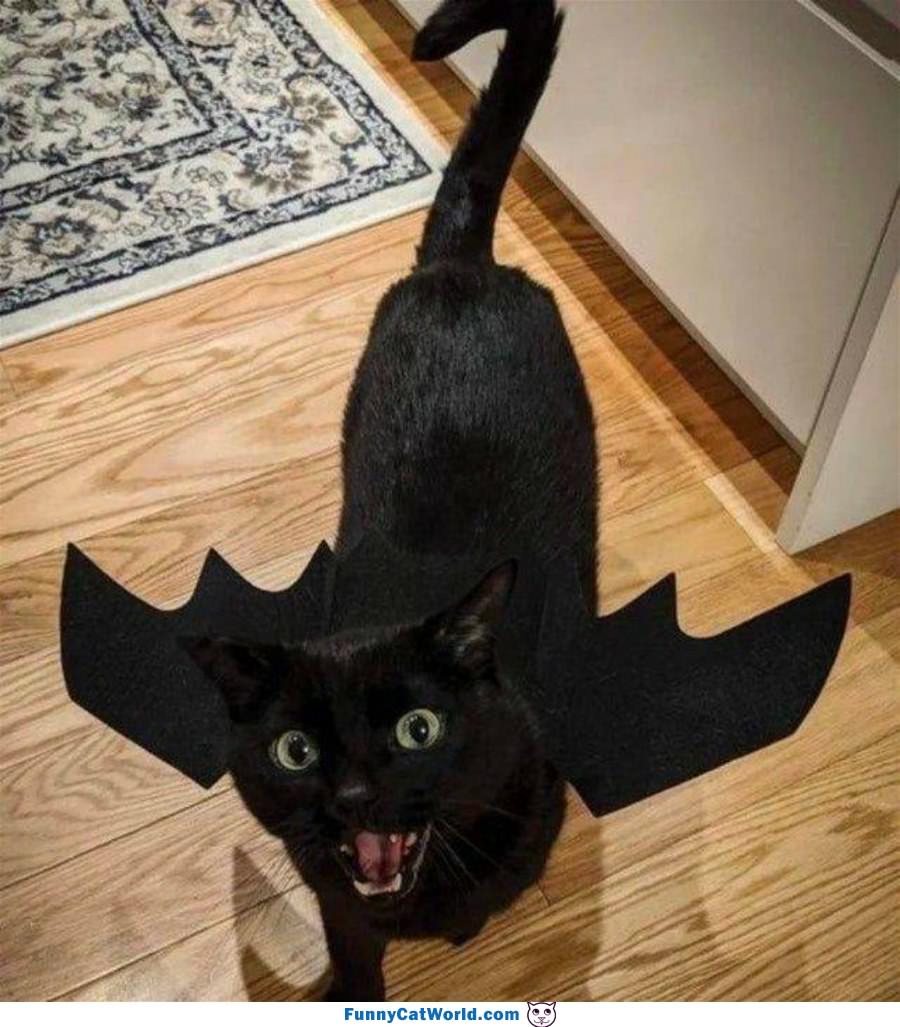 I Am Batcat