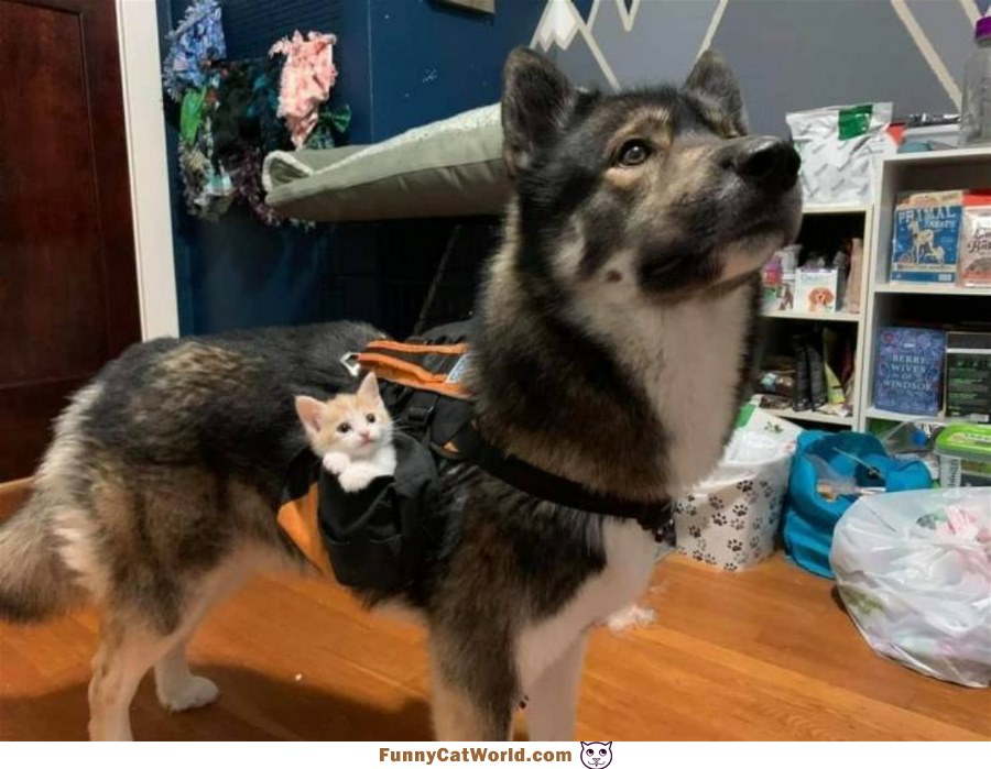 I Have A Sub Woofer