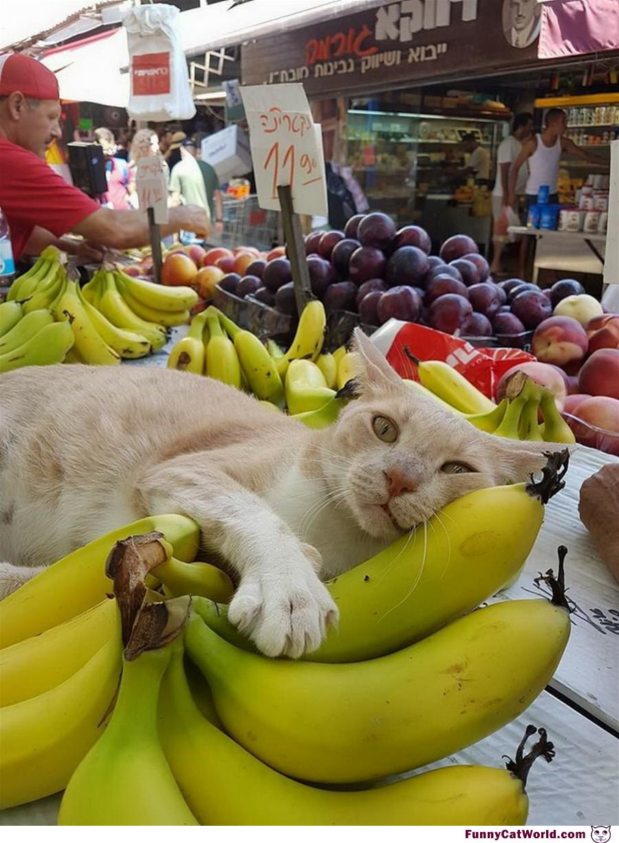 Можно ли кошкам банан. Кот банан. Смешной банан. Смешной кот в банане. Смешные котики бананы.