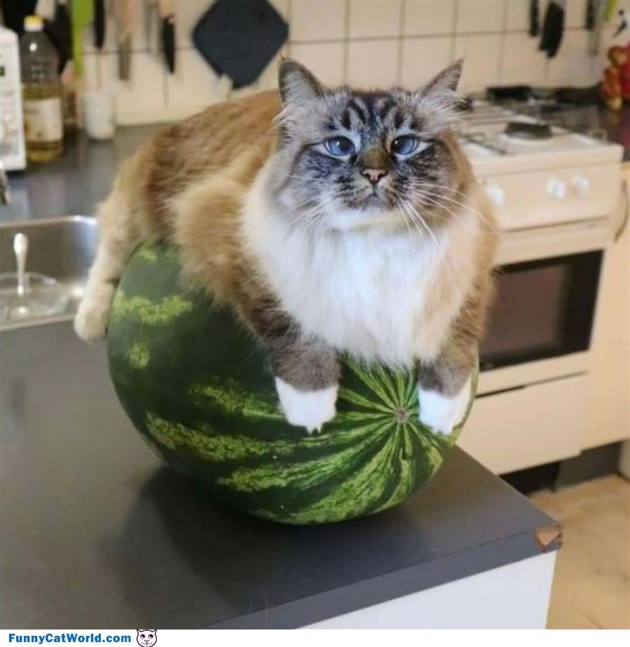I Love Watermelons