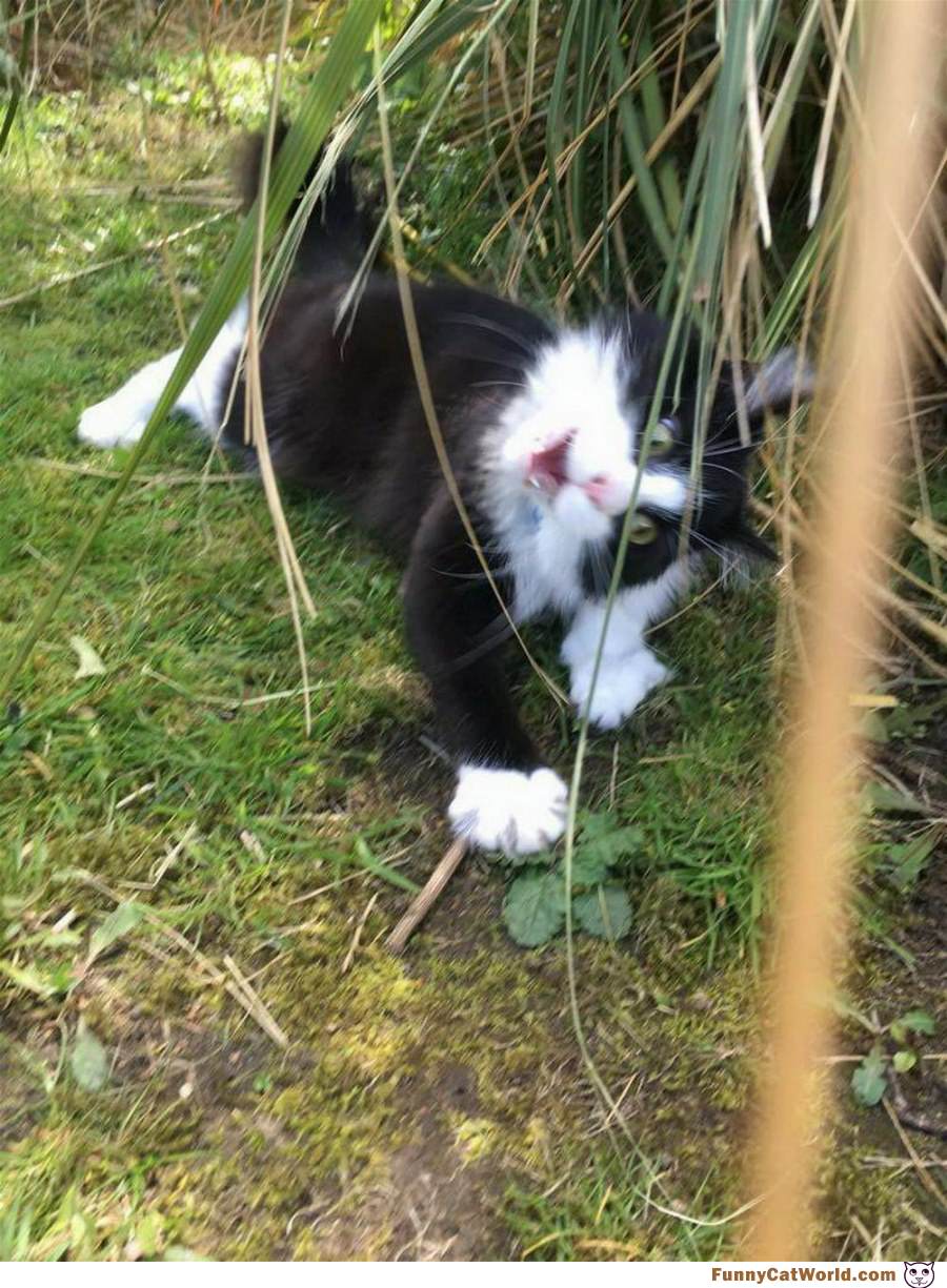 In The Grasses