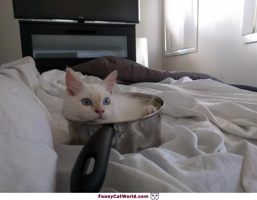 In The Pot