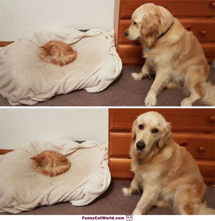 It Is My Bed Now