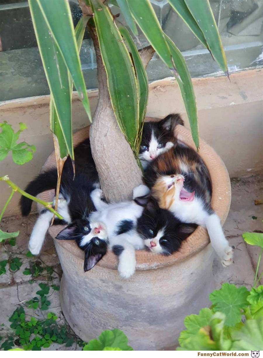 Kittens In A Pot