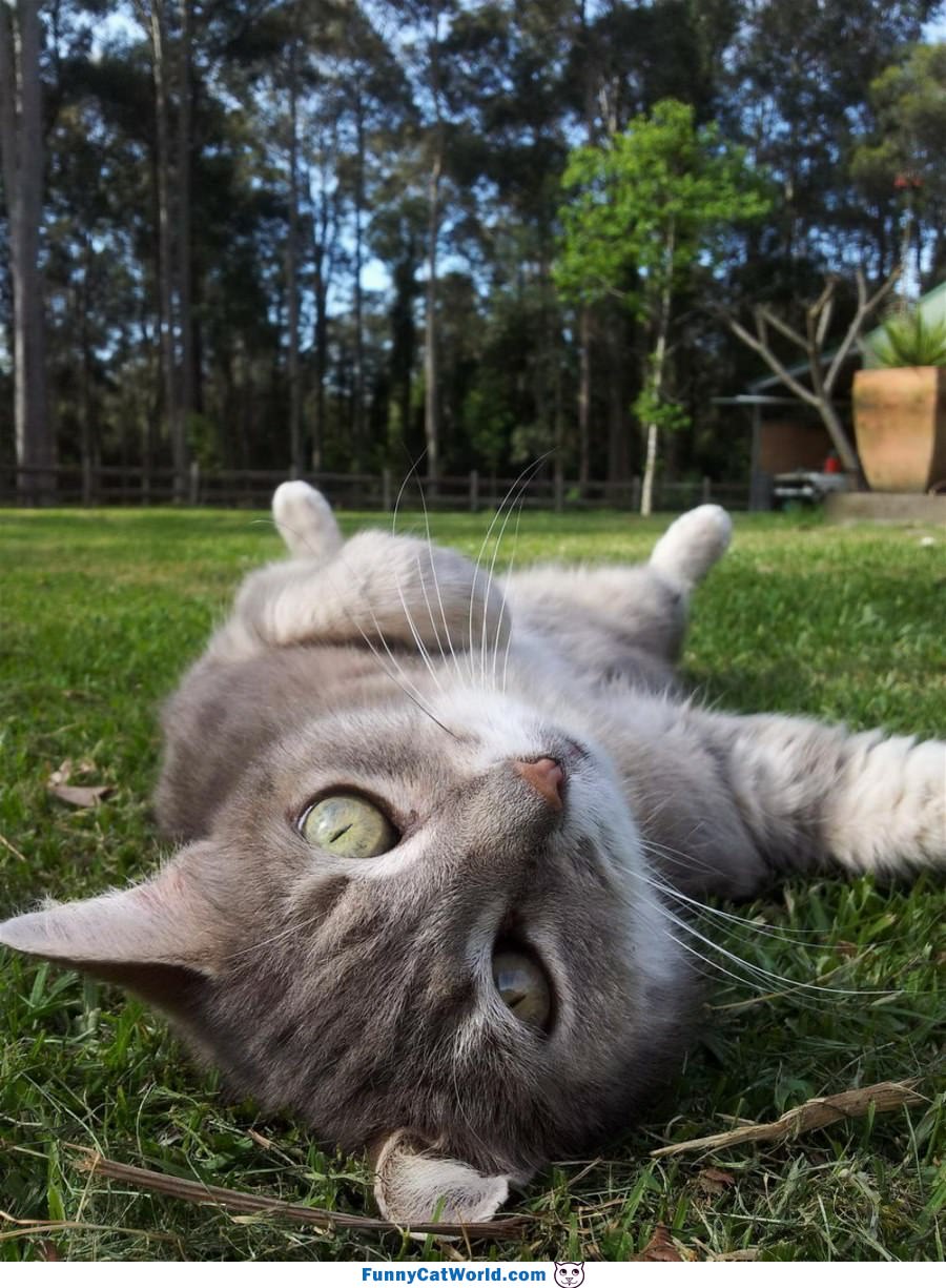 Laying Around Relaxing