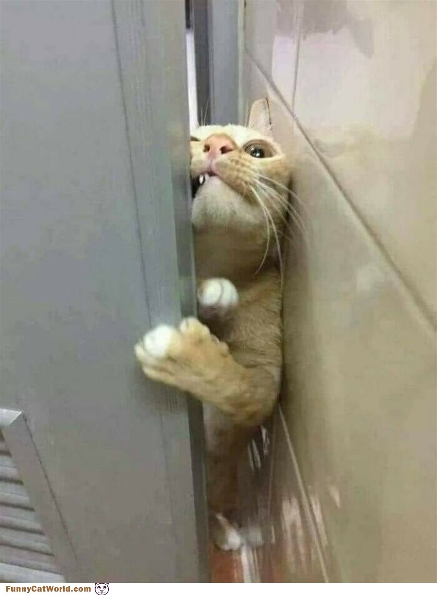 Let Me In