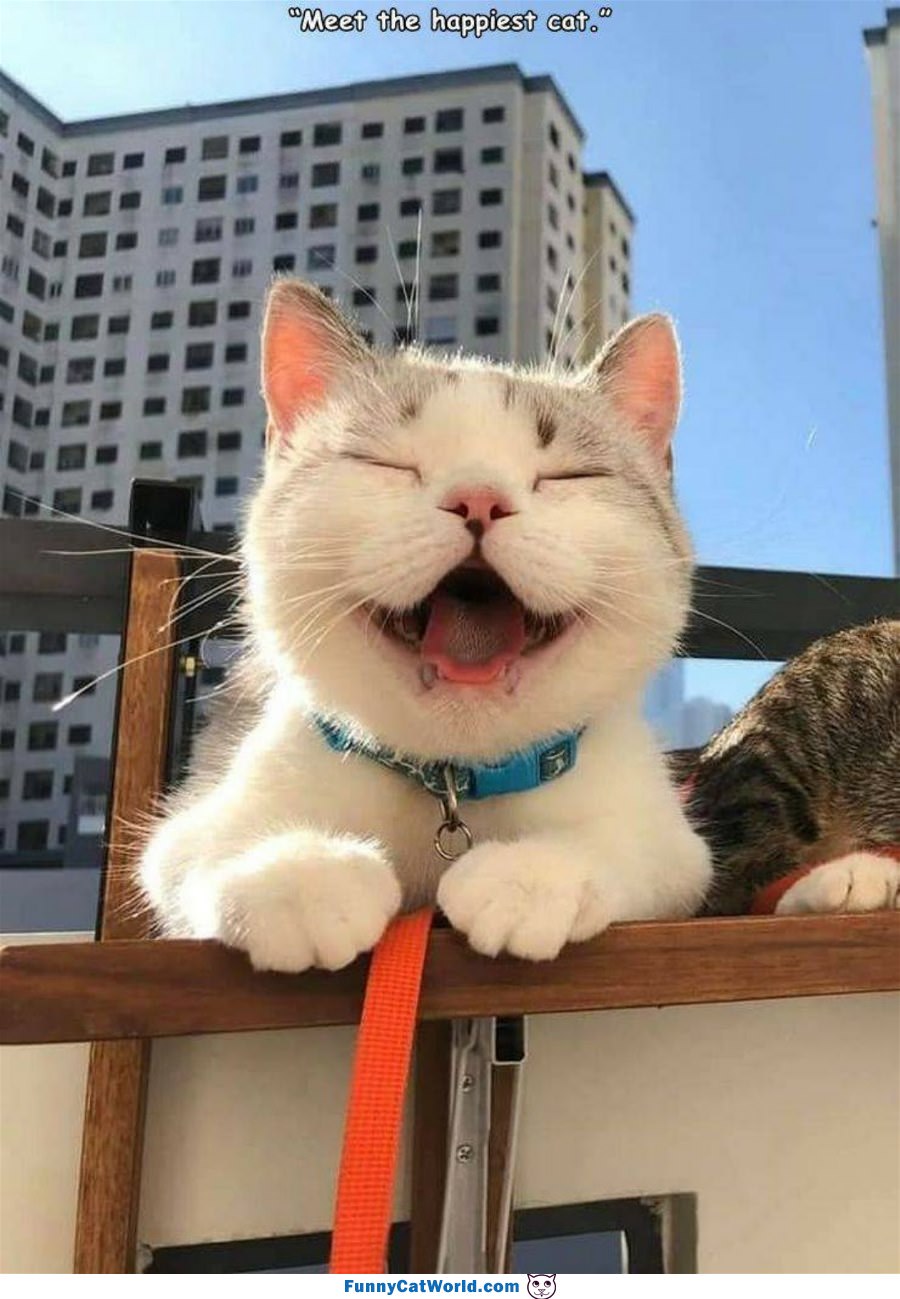 Meet The Happiest Cat