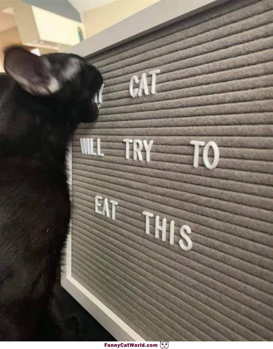 My Cat Will Try