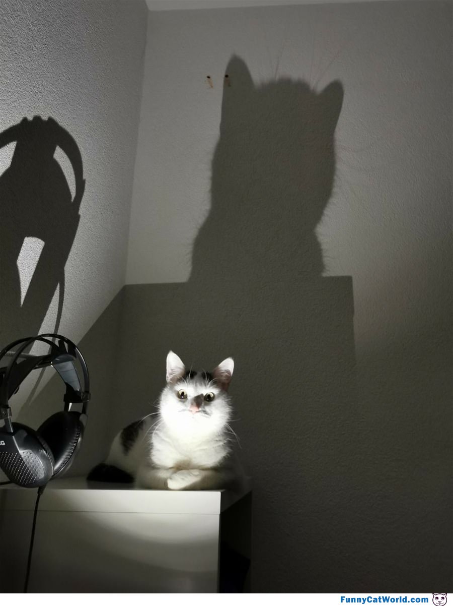 My Shadow