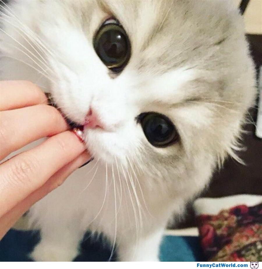 Nomomm Nom Nom