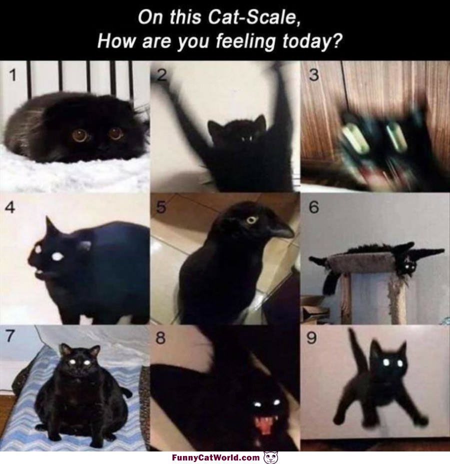 On This Cat Scale