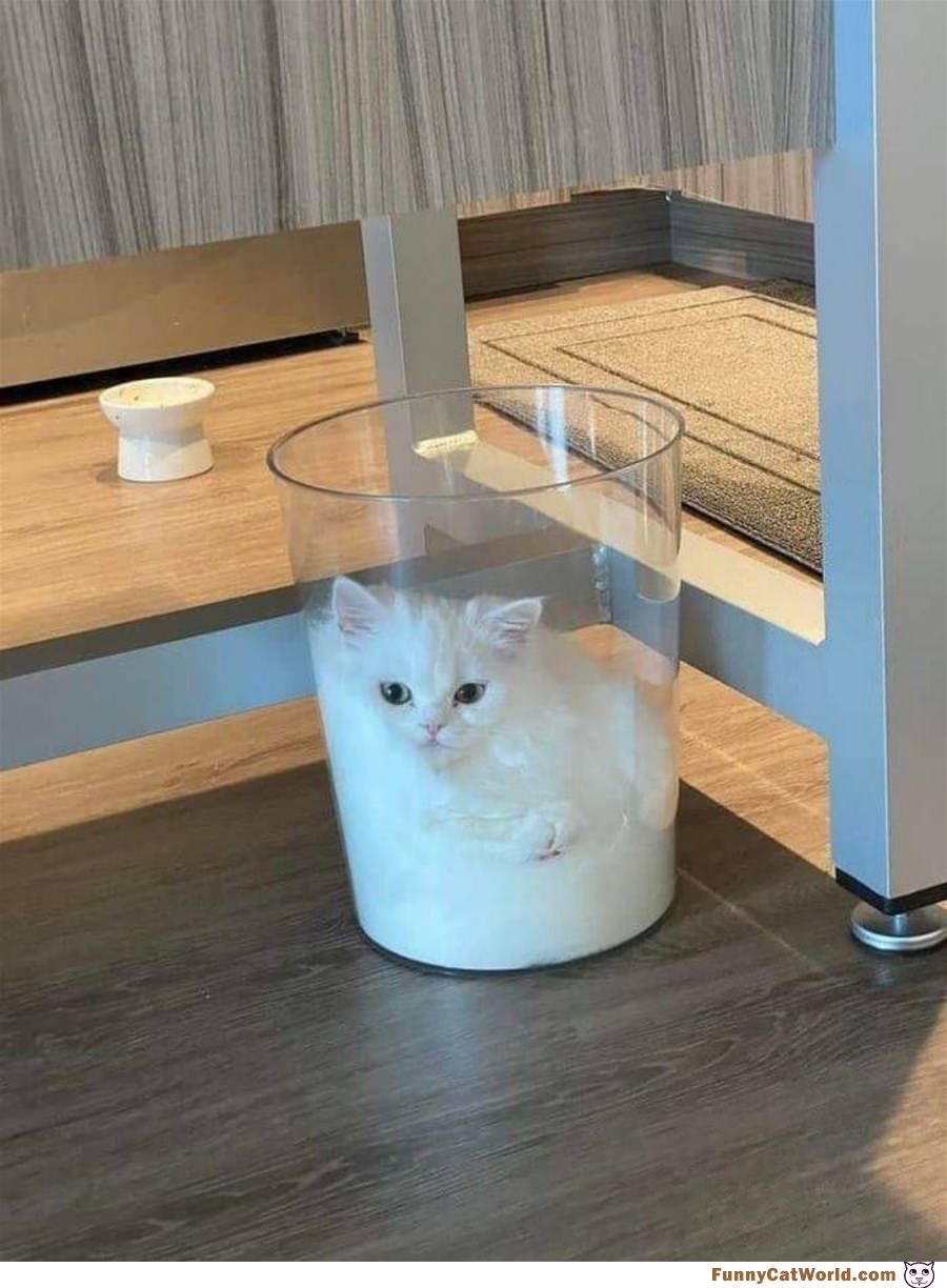 One Glass Of Cat
