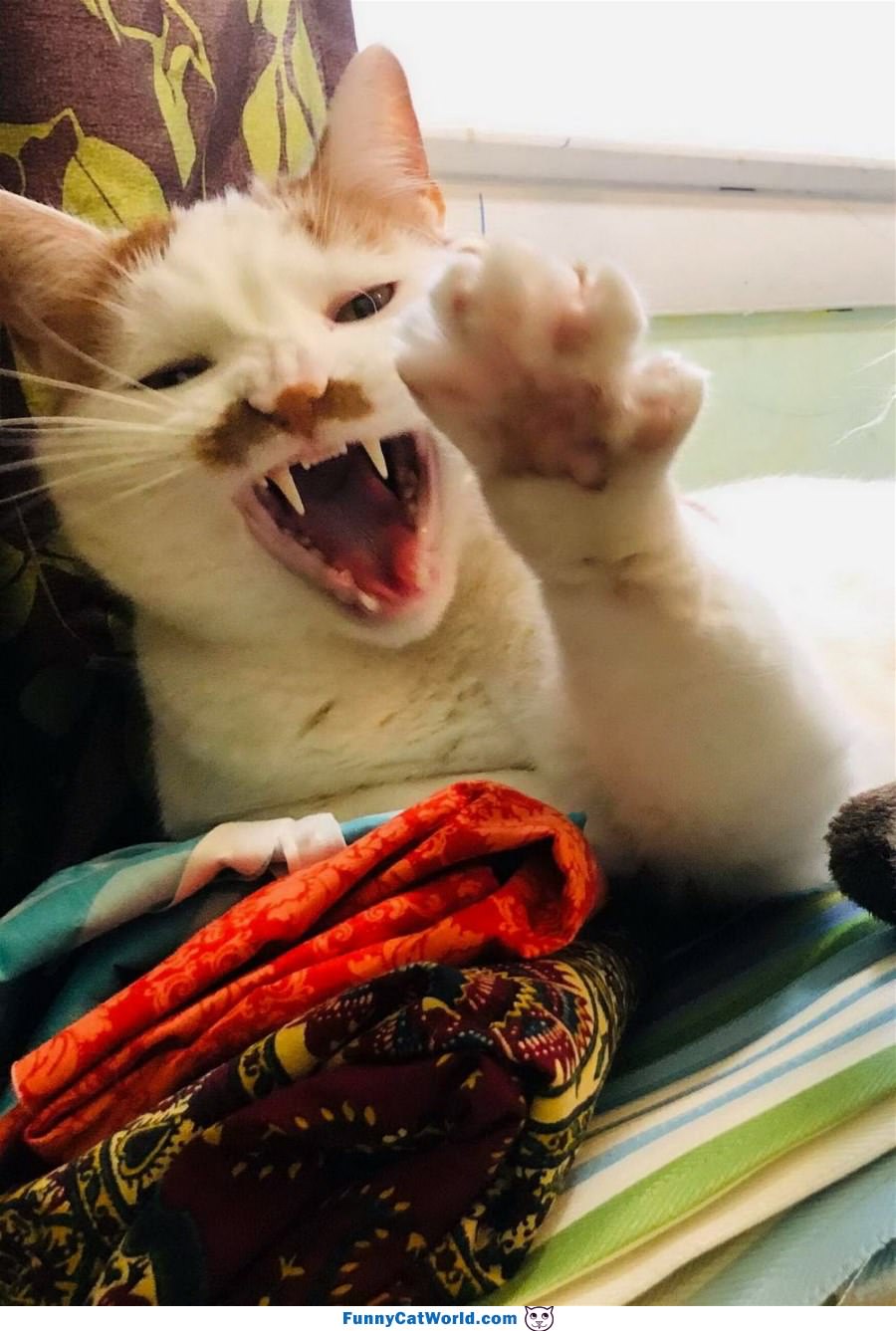 Rawwwwwr