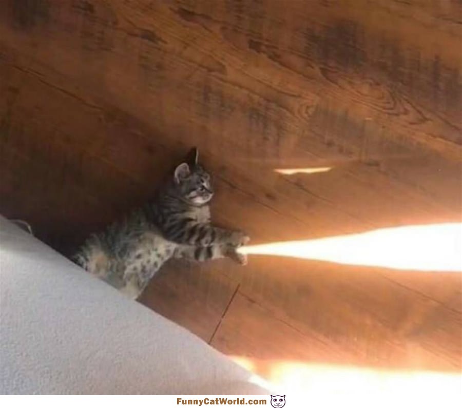 Shooting The Lights Out
