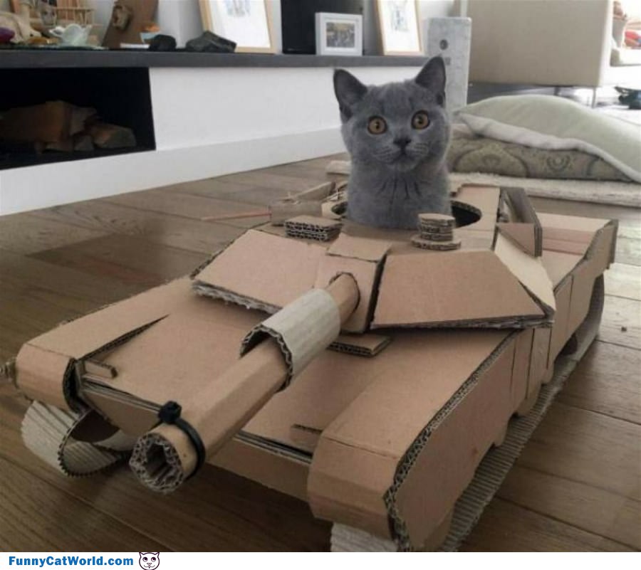 Tank Cat