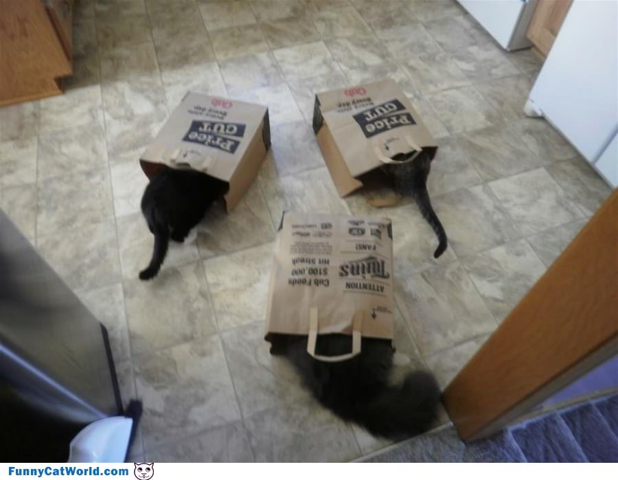 The Bag Cats