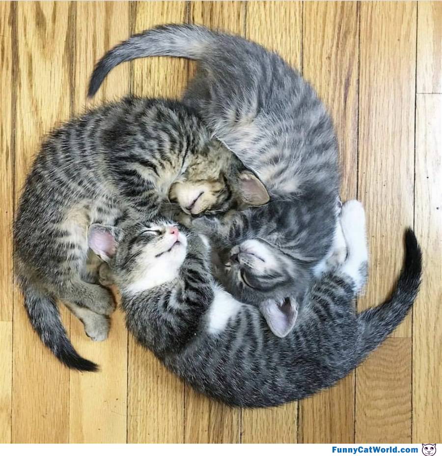 The Circle Of Cats