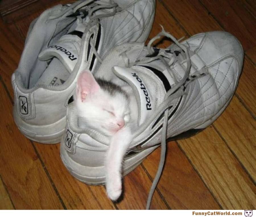 This Is My Shoe